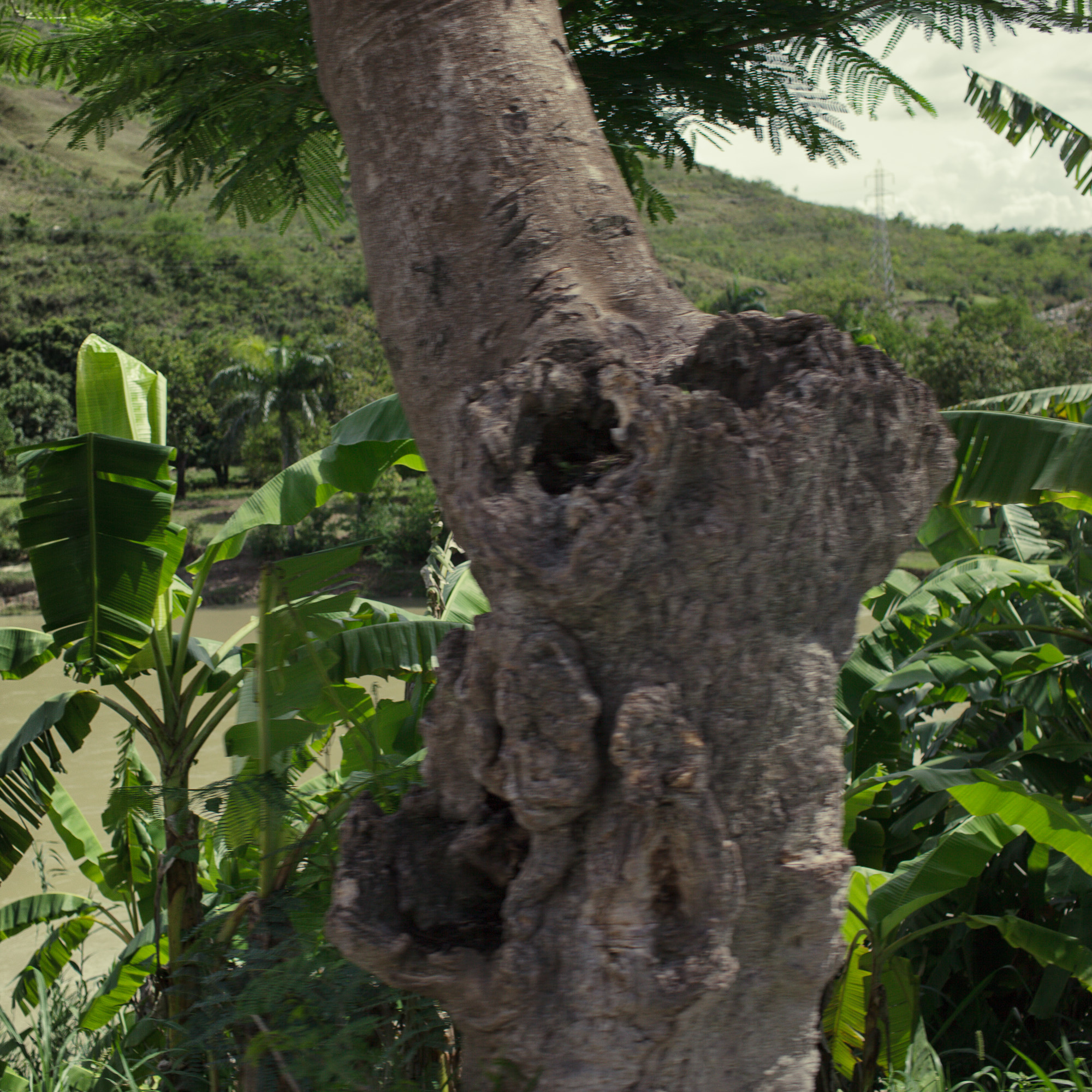 13 Roadside Trees, Haiti ii<br/>2009