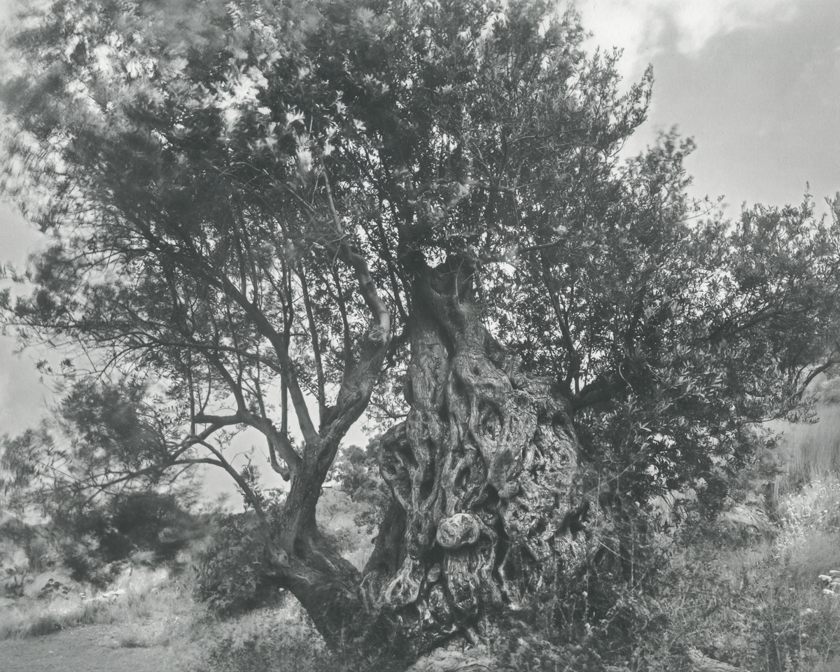 On the Olive Tree, Harmony, and Subjugation